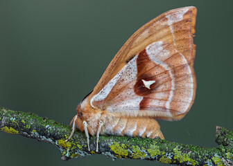 Nagelfleck - Aglia tau