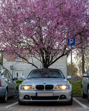 Silver BMW E46 Coupe with Headlights On, Parked Under Blooming Cherry Blossom Trees at Sunset in Springtime
