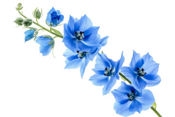 Fototapeta premium Stunning Blue Flowers in Full Bloom . Transparent background PNG