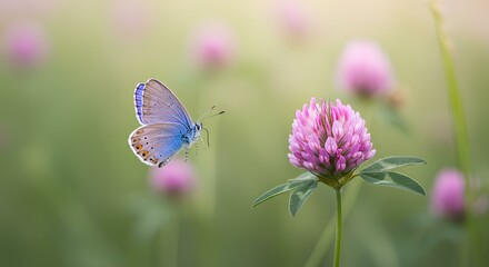 Obraz premium butterfly on a flower