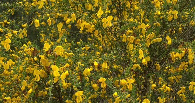 Common broom (Cytisus scoparius) blooms with bright yellow flowers in its natural habitat. Mazowieckie, Poland, Europe. 