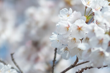 美しい桜のズーム　爽やかな晴れた青空背景　