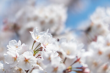 美しい桜のズーム　爽やかな晴れた青空背景　