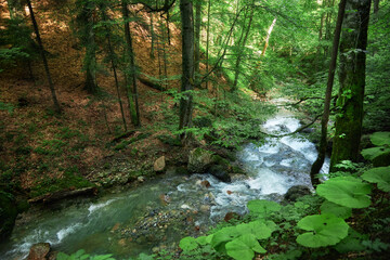 Obraz premium Clear river meanders through a vibrant forest, surrounded by tall trees and undergrowth. Sunlight filters through the leaves, creating a peaceful atmosphere filled with natural beauty