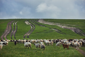 Fototapeta premium Flock of sheep grazes leisurely on a lush green hillside in the countryside. The cloudy sky looms above as tire tracks meander through the field, creating a picturesque rural landscape
