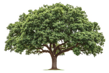 Majestic Tree in Lush Green Landscape . Transparent background PNG