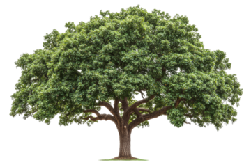 Majestic Tree in Lush Green Landscape . Transparent background PNG