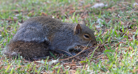 Tree squirrel  that looks tired after searching for nuts all day