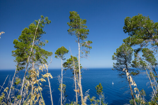 pine wood and coast in sa volta des general, Banyalbufar, Natural area of the Serra de Tramuntana., Majorca, Balearic Islands, Spain