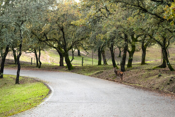 Finding a deer standing and watching on the side of a road in a natural park in a magical autumnal setting