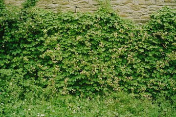 Lush green climbing plant wall