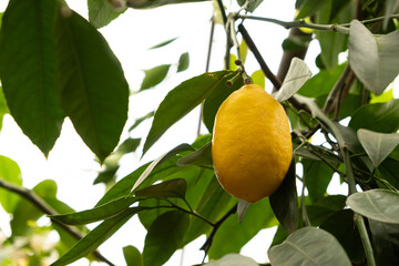 Meyer Lemon Tree with Ripe Yellow Fruits
