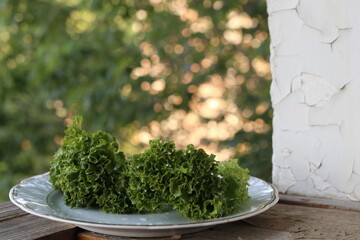 Lettuce salad leaf on white plate.