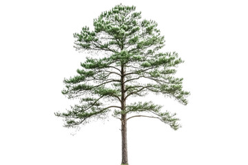 Majestic Pine Tree in Nature's Embrace . Transparent background PNG