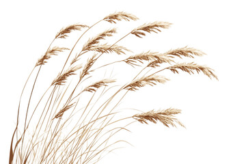 Beautiful Dried Grass Illustration . Transparent background PNG