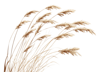 Beautiful Dried Grass Illustration . Transparent background PNG