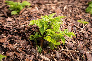 Close-Up of Raspberry Seedling Growing in Mulch for Organic Gardening Concept