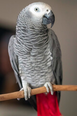 african parrot on a branch