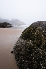 A foggy morning at Singing beach in Gloucester Massachusetts. A large stone is covered in barnacles, seaweed, and snails, in the foreground. The waves are crashing against the beach and rocks.