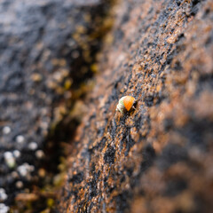 An orange periwinkle crawling along the surface of a rock wet from ocean waves at Singing Beach, in Gloucester Massachusetts. The stone has a rough suface and is covered in barnacles.
