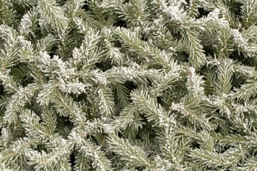Frosty pine branches close-up