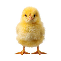 Cute yellow chick facing front on transparent background