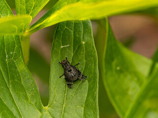 Close-Up of Dancing Kiss Fly on Green Leaf in Natural Environment