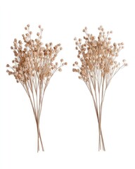 Two bunches of light beige dried flowers, featuring small, clustered blossoms atop thin stems
