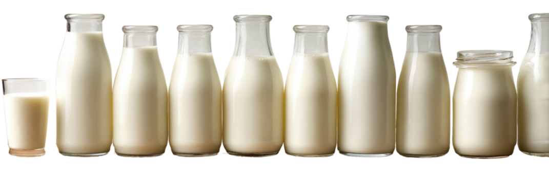 A collection of glass bottles filled with fresh milk, varying in size from small to large