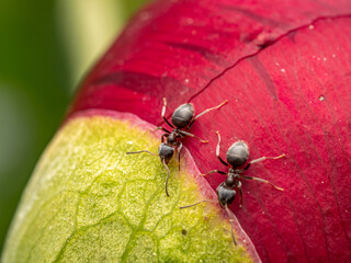 Close-Up of Ants Crawling on a Colorful Plant Petal