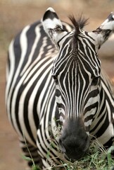 Naklejka premium closeup of zebra looking at camera