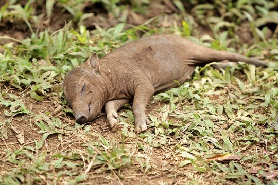 a little babirusa is lying comfortably in the field