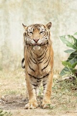 a sumatran tiger standing quietly on the ground