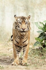 a sumatran tiger standing quietly on the ground