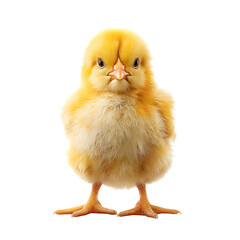 Obraz premium Cute yellow chick facing front on transparent background