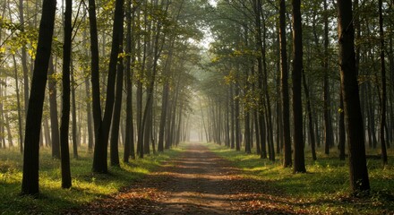 Obraz premium Foggy forest path