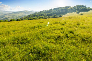 mountainous countryside of ukraine in summer. grassy organic pasture on the hill in morning light. scenic rural landscape of transcarpathia. green environment