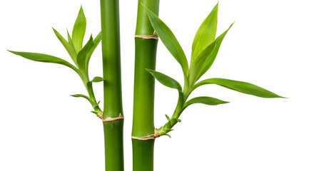 Fresh Green Bamboo Stalks and Leaves
