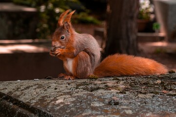 red squirrel (Sciurus vulgaris)