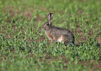 One and a pair of European hare (Lepus europaeus) are photographed close-up sitting on green grass