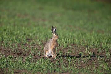 One and a pair of European hare (Lepus europaeus) are photographed close-up sitting on green grass