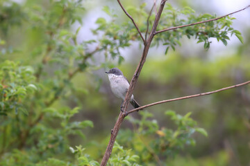 An adult lesser whitethroat (Curruca curruca) in breeding plumage perched on a dry branch in its natural habitat