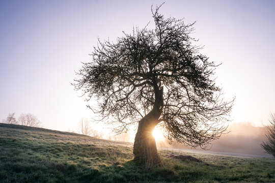 Alter Baum