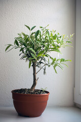 closeup of olive tree in pot on white background