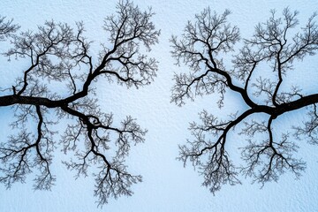 Obraz premium Bare winter trees against a light blue sky