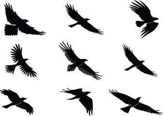 Birds Set Design for Digital Art and Illustrations. Colorful Birds Set Design for Creative Projects. Hand Drawn Birds Set Design for Designers. Modern Birds Set Design for Art and Craft