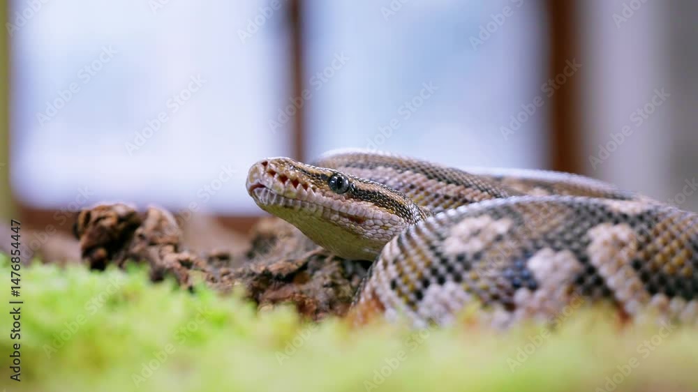 Poster a close-up shot of a snake resting, showing its scales and calm demeanor in a slow-motion scene