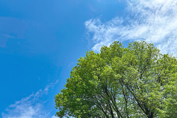 The crown of a large tree against the background of a bright sky with clouds.