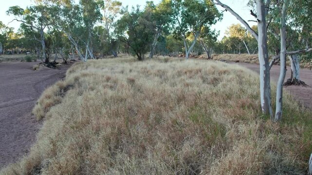 Forward moving footage of buffle grass in the dry Todd River. Alice Springs, Mparntwe, Northern Territory, Australia. August 2022.