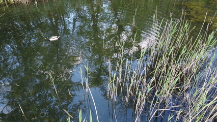 photo of ducks swimming in reeds